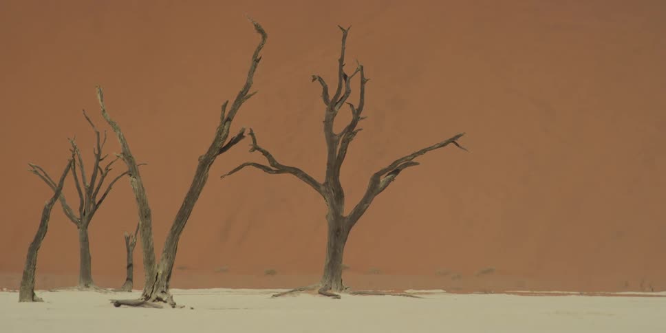 Ancient, skeletal trees stand starkly against a massive orange sand dune in the white clay pan of Deadvlei, Namibia