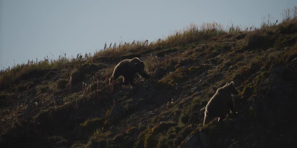 Two wild grizzly bears are backlit by the sun as they forage on a steep, grassy mountainside