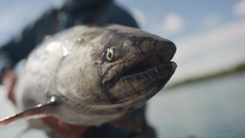An extreme close-up shot of a freshly caught salmon being held by a fisherman