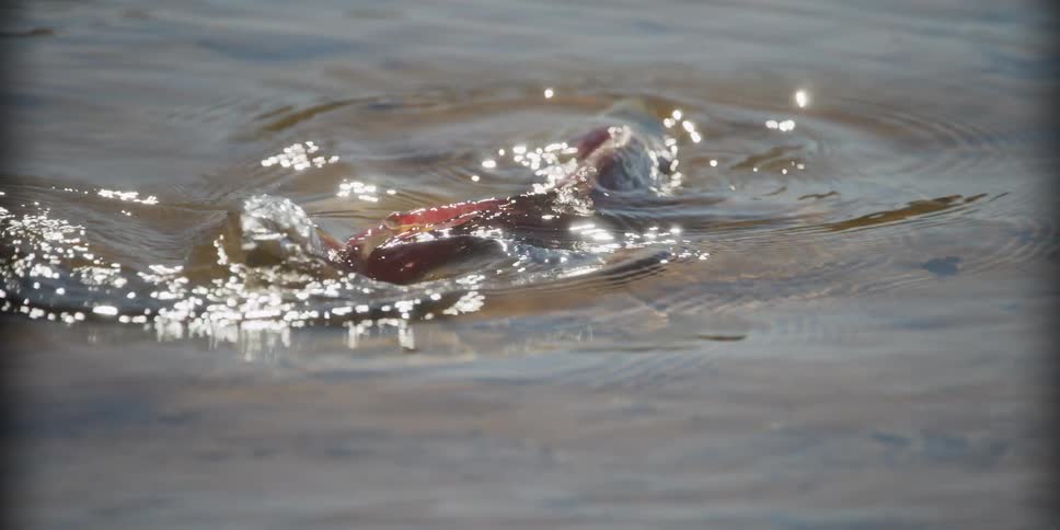 A spawned-out salmon floats lifelessly in the sun-drenched shallows of a river, marking the end of its life cycle