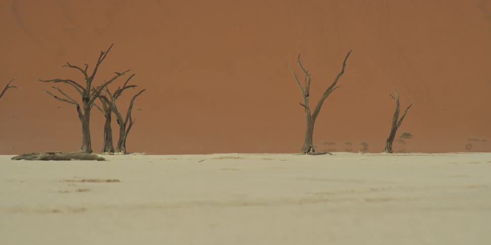 A stark and desolate landscape of ancient dead trees on a white clay pan in front of a giant orange sand dune