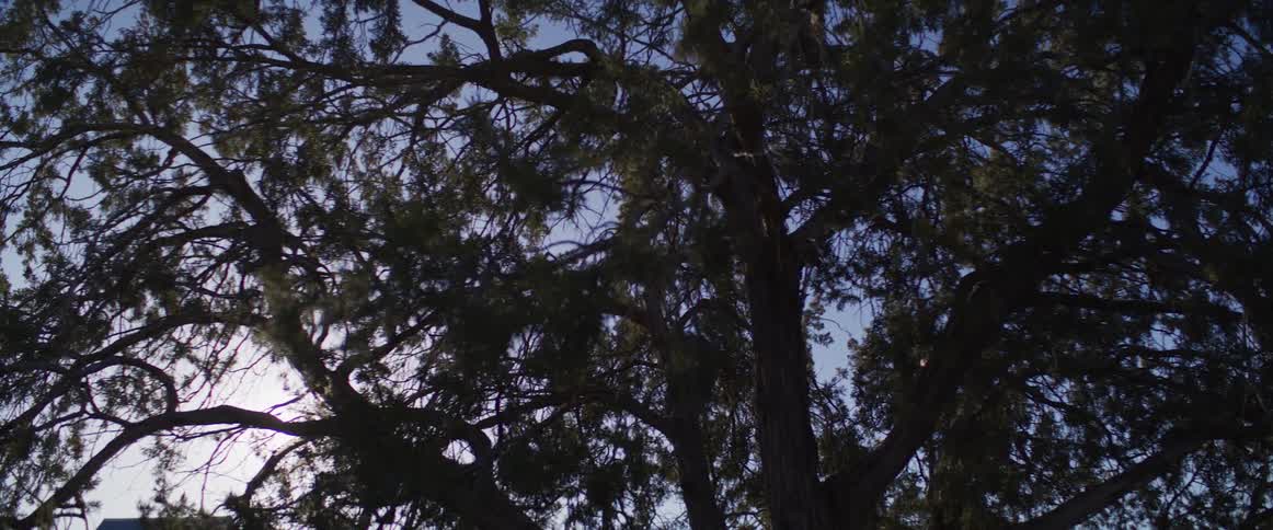 A low-angle view shows the sun flaring through the silhouetted branches of a large evergreen tree
