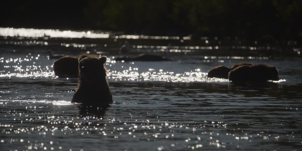 A family of silhouetted brown bear cubs enjoy the sparkling water of a tranquil river