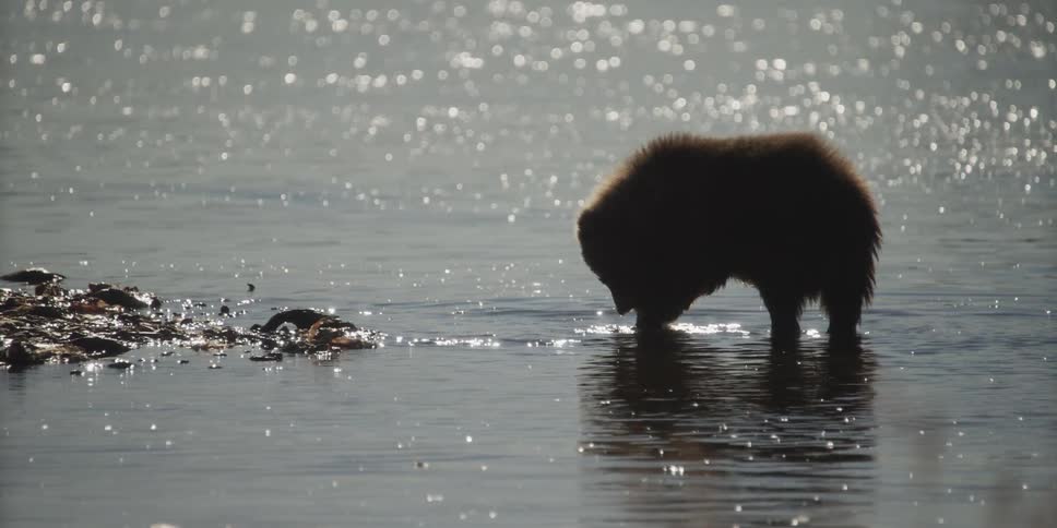A silhouetted brown bear cub forages for food in a sparkling sunlit lake in slow motion