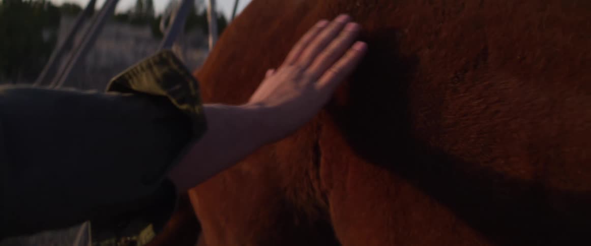 A person's hand gently strokes the side of a brown horse in slow motion during the golden hour light