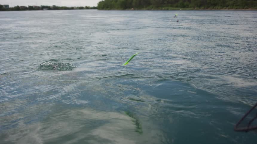 Slow motion close up of a fish biting a bright green lure and getting hooked while fishing on a river