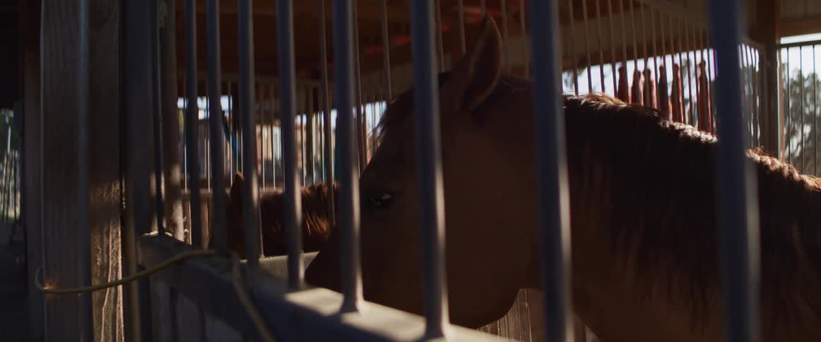 A calm brown horse waits patiently in its stable, seen through the metal bars of the stall with warm sunlight streaming in