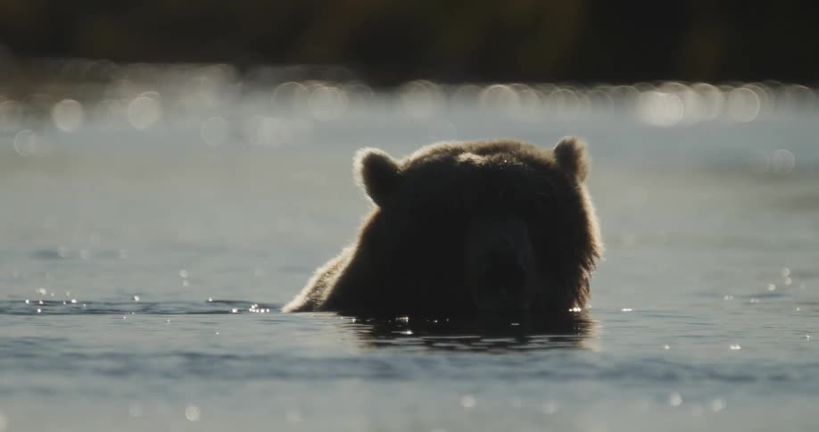 A serene grizzly bear peeks out of a sun-dappled river, its backlit fur creating a golden halo as it looks towards the camera