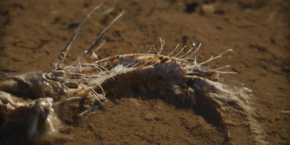 A close-up shot of a dead bird's skeletal remains decaying in shallow, muddy water
