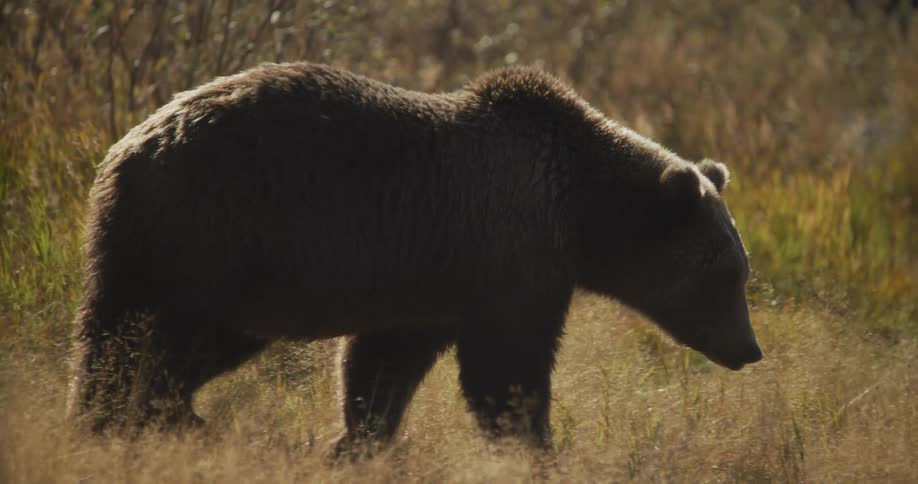 A large backlit brown bear walks in slow motion through a golden grassy field