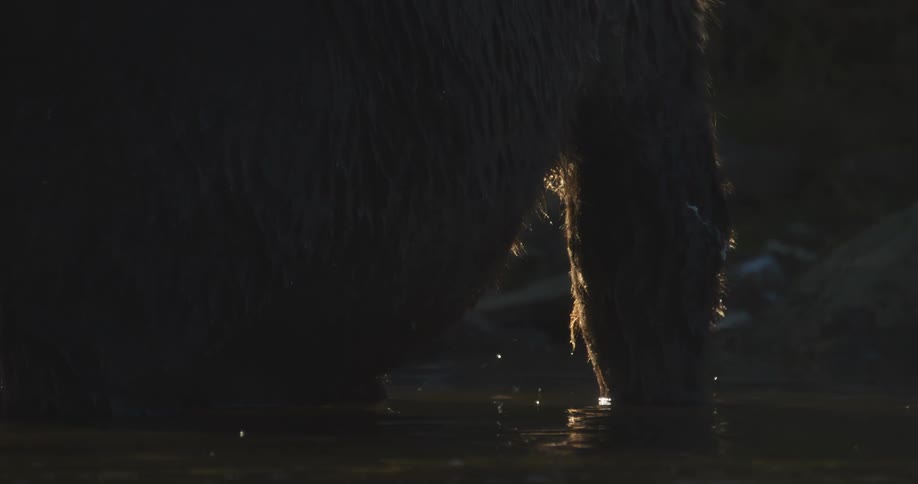 Dramatic slow-motion close-up of a bear drinking from a stream, with backlit water drops falling from its mouth