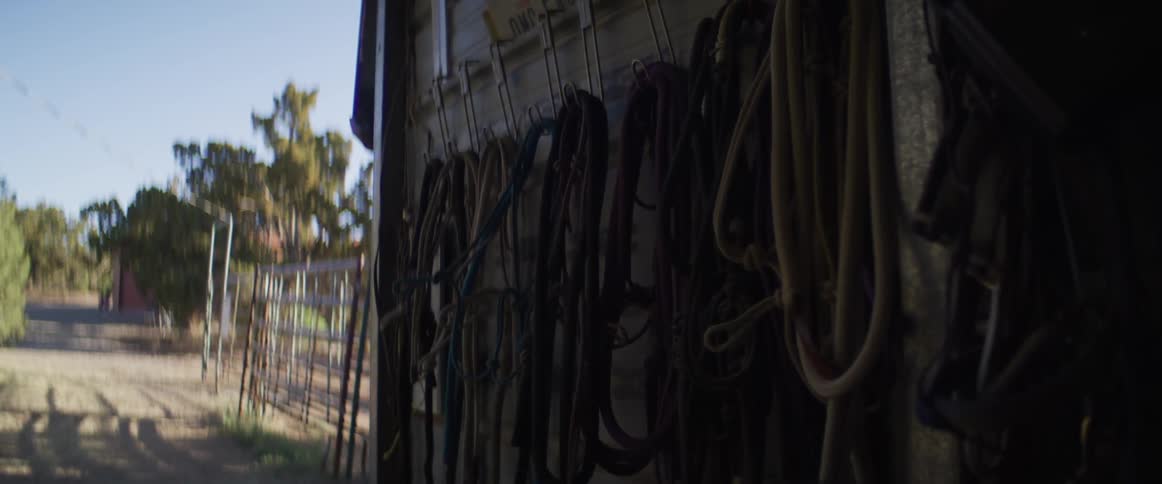 A collection of horse bridles and ropes hangs on a wall inside a rustic barn, with the sunny outdoors visible