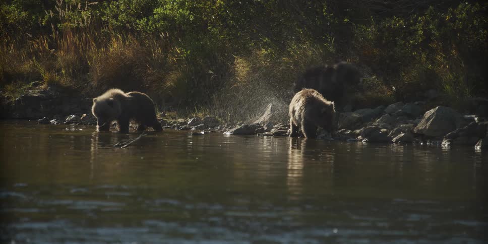 A wet grizzly bear cub shakes water off its fur in dramatic slow motion while standing with its siblings on a riverbank