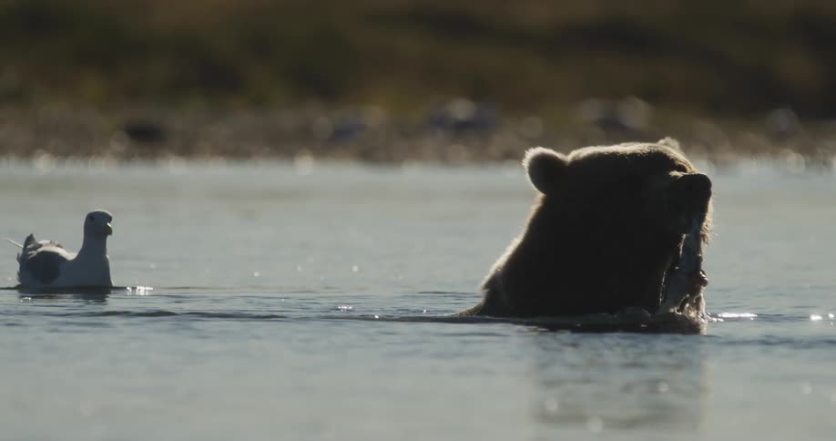 A silhouetted grizzly bear eats a fish in the calm river water as a patient seagull watches from a distance