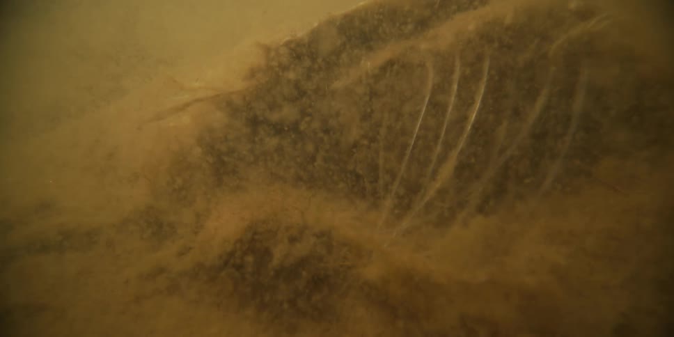 An underwater close-up reveals the decomposition of a fish carcass as tiny invertebrates crawl over its skeleton