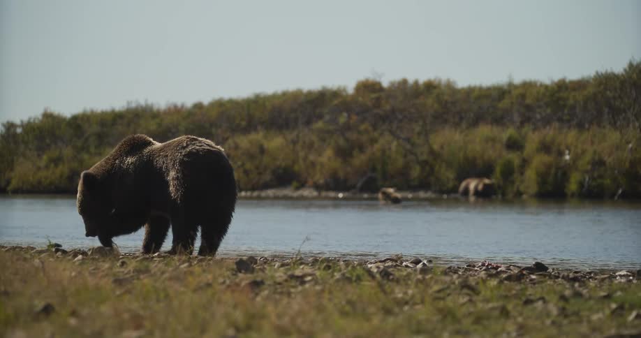 Rack focus shot of a large grizzly bear foraging on a riverbank while other bears fish in the background