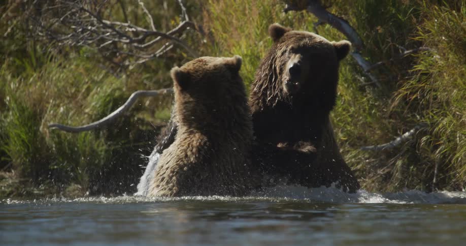 Two large grizzly bears play-fight and wrestle in a shallow river, splashing water in slow motion on a sunny day