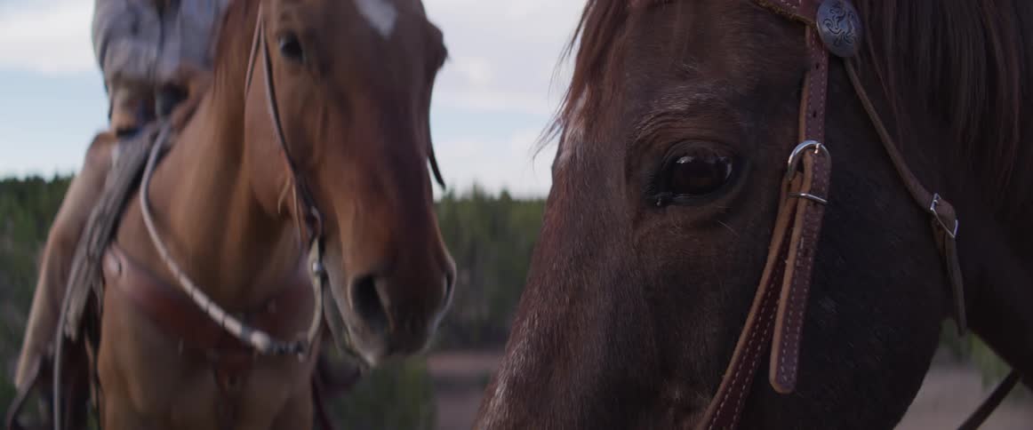 A slow-motion close-up reveals the gentle eyes of two saddled brown horses in a quiet outdoor landscape