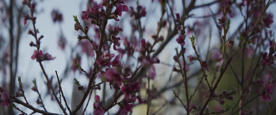 Delicate pink flowers bloom on thin tree branches against a soft, muted sky