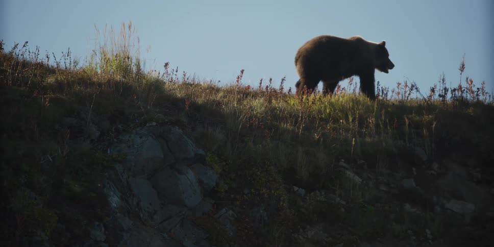 A majestic grizzly bear is silhouetted as it walks and forages on a mountain slope in slow motion