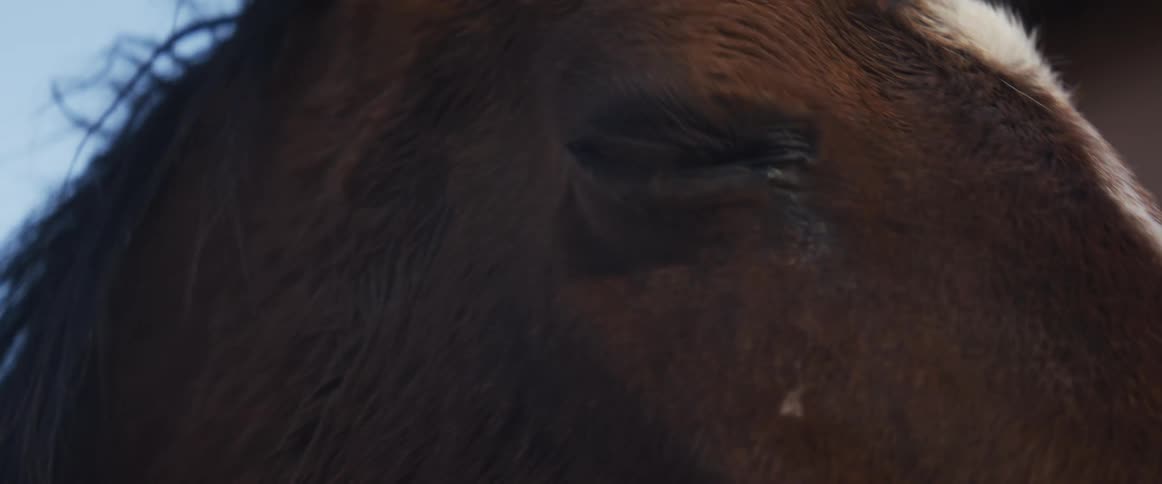 An emotional extreme close-up of a brown horse's eye slowly blinking as if it is crying