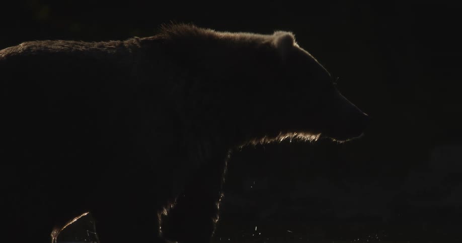 A dramatic slow-motion silhouette of a grizzly bear in a river with water dripping from its fur