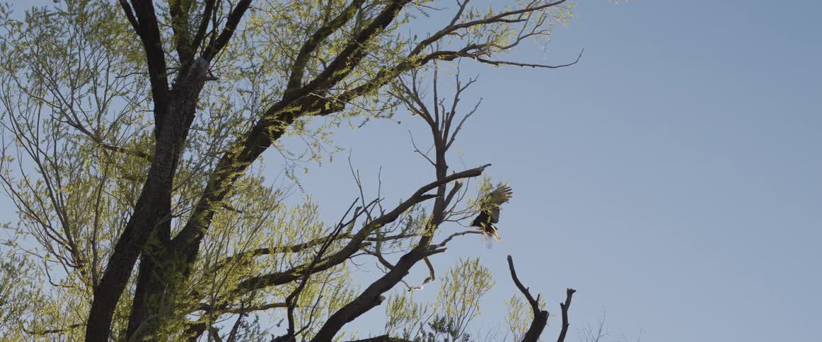 A majestic vulture gracefully descends in slow motion to land on a tree branch against a clear blue sky