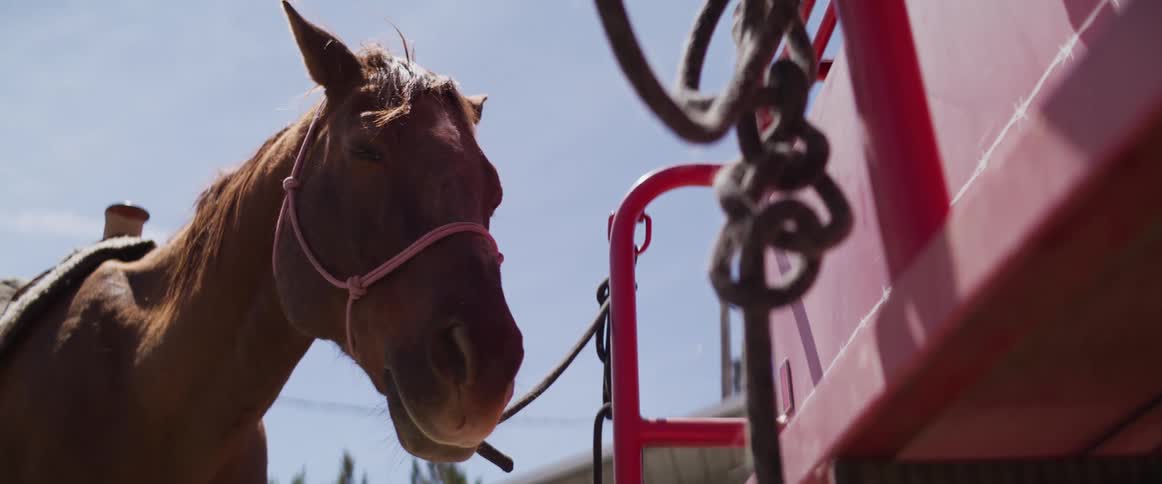 A calm brown horse with a pink halter stands patiently tied to a red trailer on a sunny day