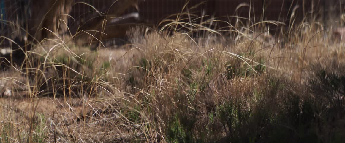 A close-up of long, dry blades of grass swaying gently in the wind