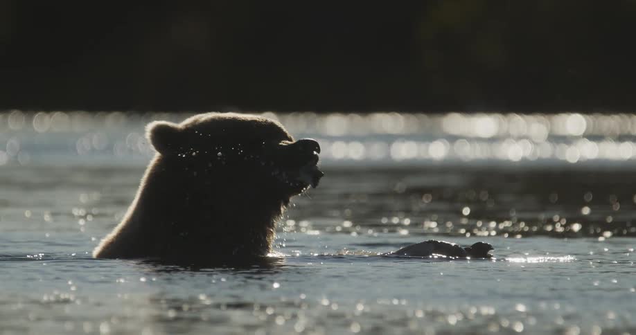 A silhouetted grizzly bear eats a freshly caught fish in a sparkling river in slow motion