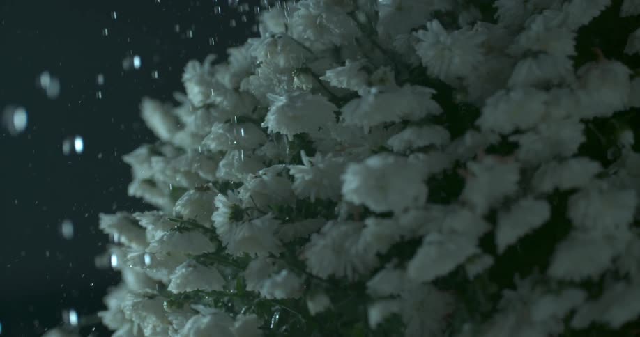 Water is spraying on a white bouquet of flowers