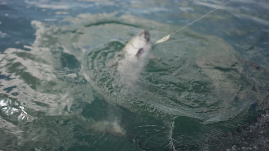 Slow motion shot of a salmon being caught with a fishing rod and scooped into a net in the ocean