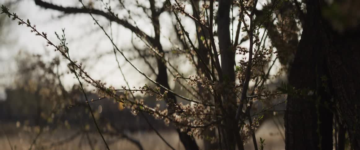 Delicate spring blossoms on tree branches are backlit by the warm golden light of a setting sun