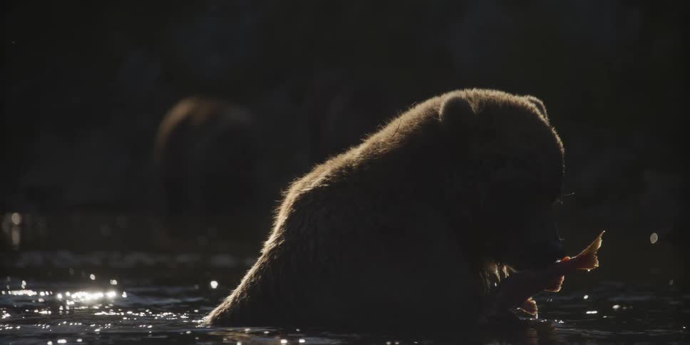 A majestic grizzly bear is dramatically backlit by the sun as it eats a fish in a river in slow motion