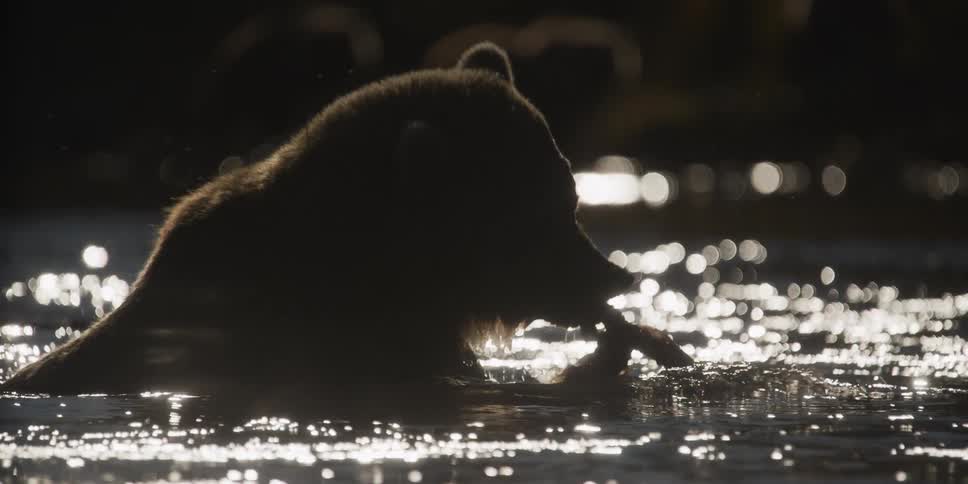 Dramatic slow-motion close-up of a grizzly bear silhouetted against sparkling water as it eats its prey