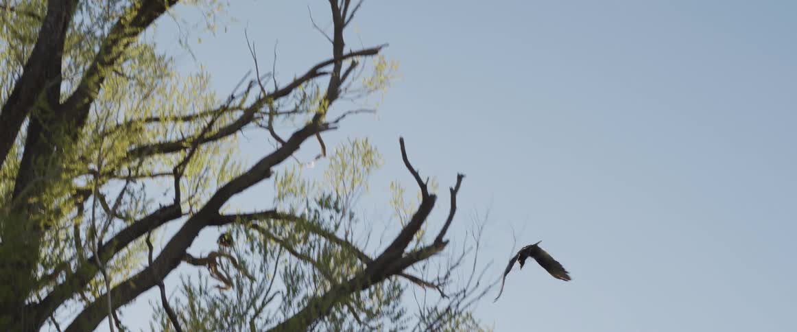 A large turkey vulture takes off from a tree branch and soars through the sky in slow motion