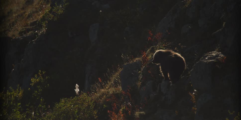 A majestic brown bear stands on a rocky, sun-drenched hillside at sunrise