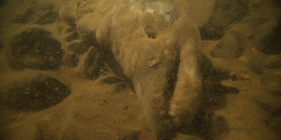 Underwater view of a decomposing animal carcass on a murky riverbed as small invertebrates scavenge
