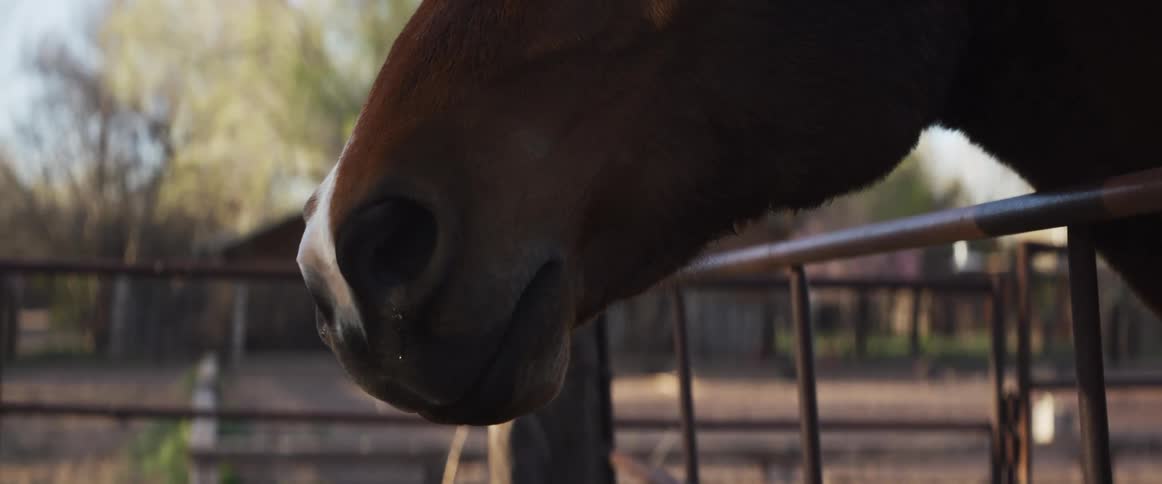 A dramatic close-up of a horse's muzzle shows steam rising from its nostrils on a cool day