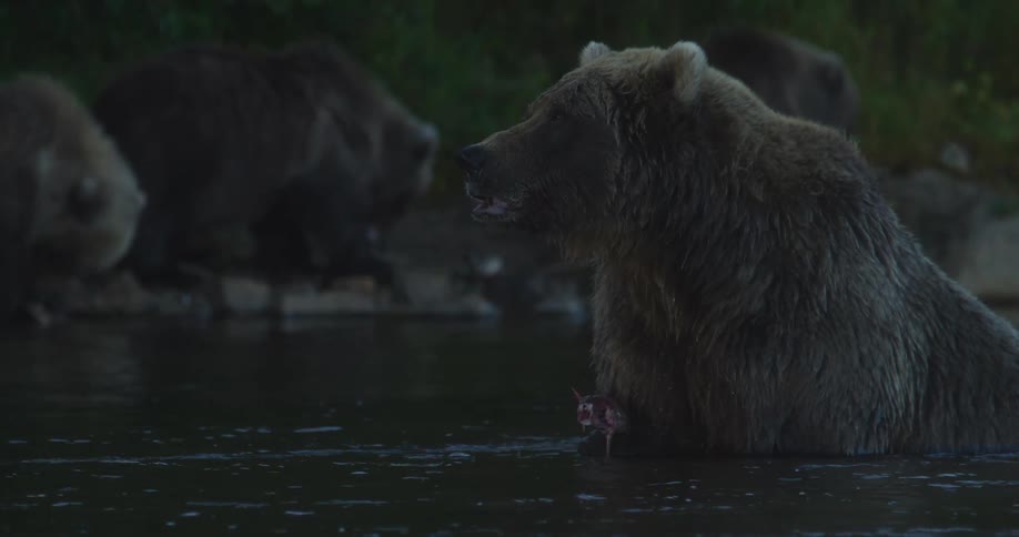 A large grizzly bear sits in a river at twilight, slowly and methodically chewing on its freshly caught prey in a dramatic close-up