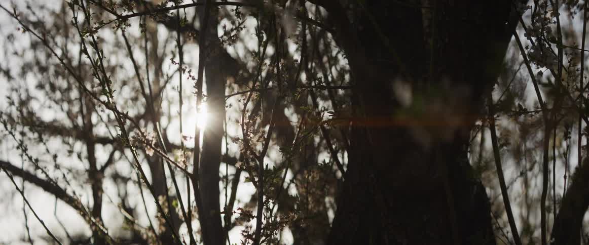 Golden hour sunlight shines through silhouetted tree branches with a subtle lens flare on a spring day