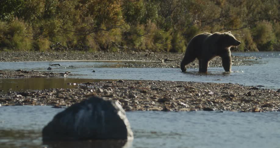 A wild brown grizzly bear walks cautiously through the shallow, rocky waters of a river in the wilderness