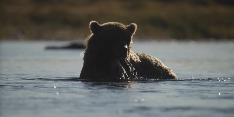 A silhouetted grizzly bear lifts its head out of a shimmering river in slow motion