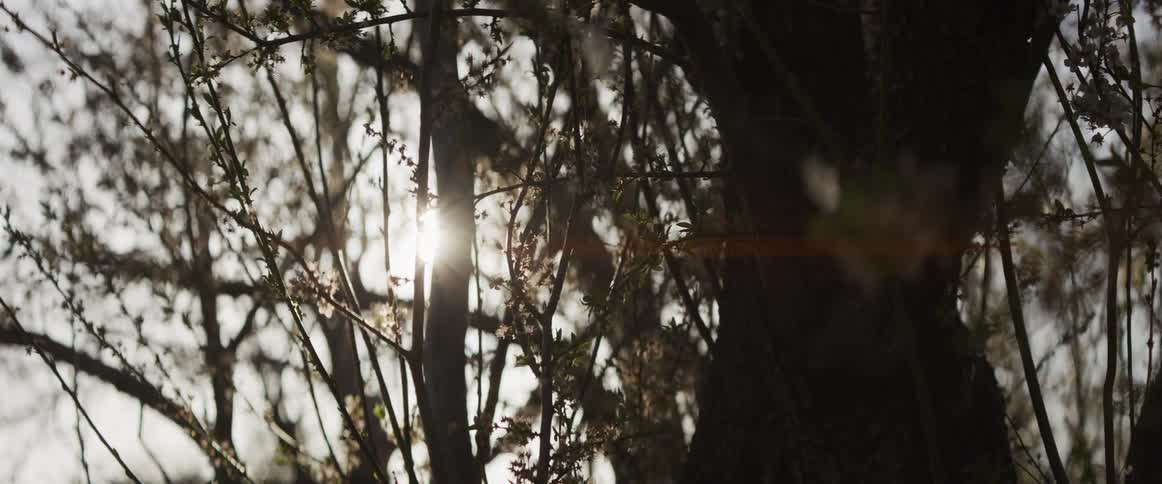 A warm sunbeam with a lens flare peeks through silhouetted tree branches during springtime