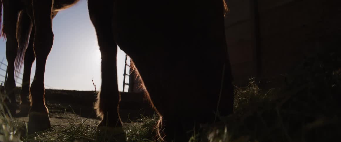 A silhouetted horse eats hay from the floor of a barn as the sun creates a beautiful lens flare