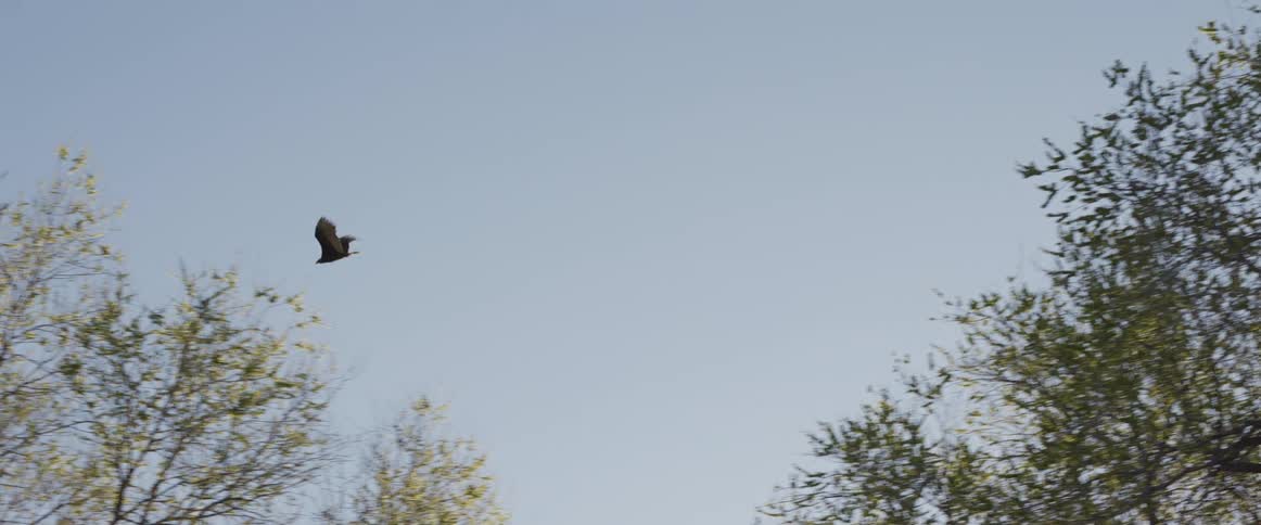 A vulture takes off from a tree and flies away into the clear blue sky in slow motion