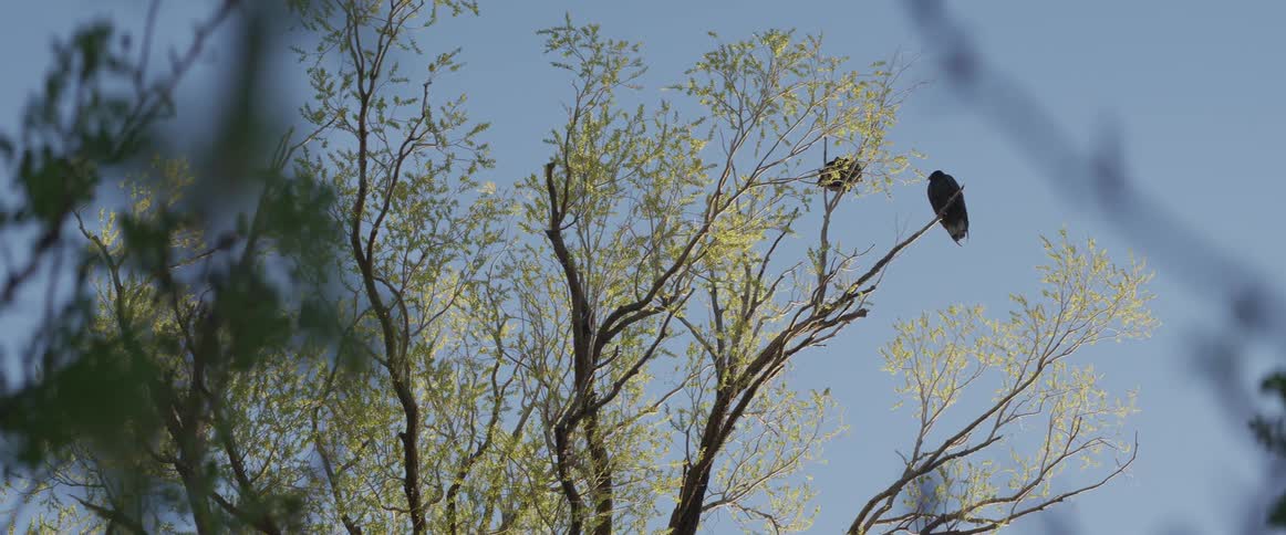 A black bird perches on a leafy tree branch near its nest against a clear blue sky