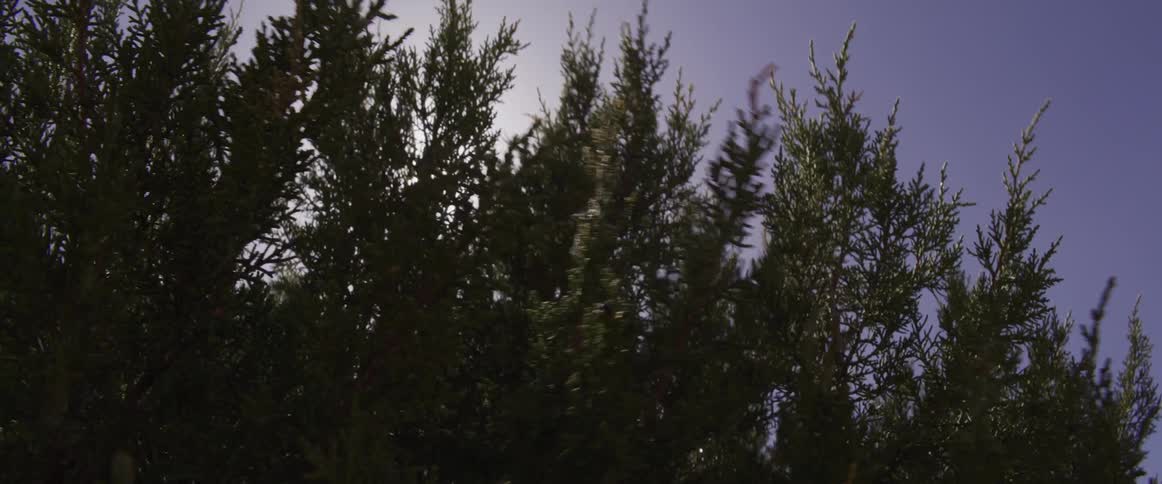 Looking up at an evergreen tree as its branches sway in the wind with the sun peeking through
