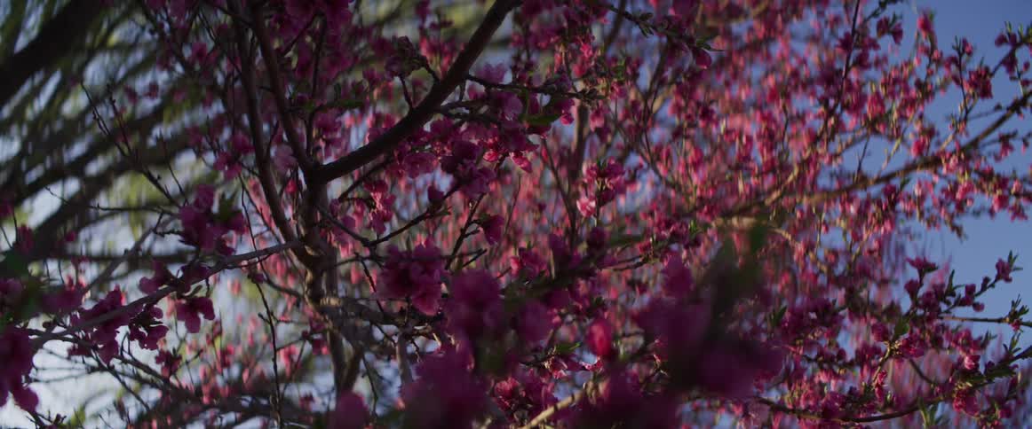 Low-angle shot of a beautiful cherry blossom tree with vibrant pink flowers swaying gently in the breeze against a clear blue sky