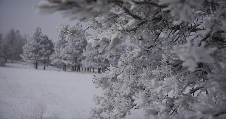 A serene close-up of frost-covered pine needles with a snowy winter forest scene in the background
